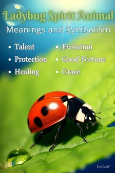 ladybug spirit animal meanings and symbols