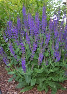 some purple flowers are growing in the dirt