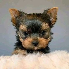 a small black and brown dog sitting on top of a fluffy white blanket next to a gray wall