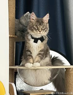 a cat sitting on top of a wooden shelf