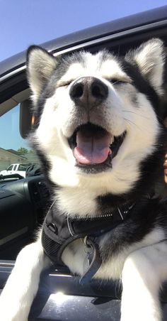 a black and white dog sitting in the passenger seat of a car with its mouth open