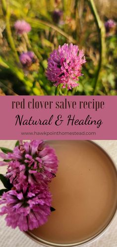 This easy step by step recipe on how to make homemade salve from red clover is a great recipe which results in this beneficial salve made from nature. Red clover can provide benefits to the skin which include anti-aging properties, wound healing, alleviation of acne, improvement in circulation, and reduction in the size of pores. Lavender Salve Recipe, Mint Salve Recipe, Red Clover Salve, Lavender Tincture, Homemade Lavender Oil, Homemade Salve Recipes, Herbalist Garden, Diy Salve, Apothecary Recipes