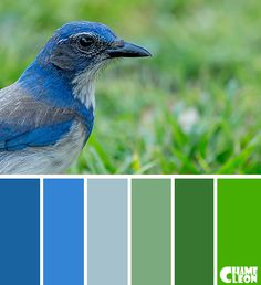 a blue bird sitting in the grass with color swatches on it's sides