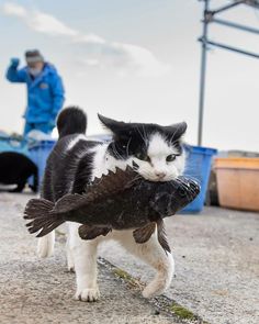 a black and white cat carrying a fish in its mouth