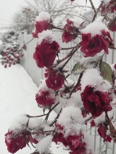 red flowers covered in snow next to a fence