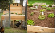 two pictures side by side, one with chickens and the other with chicken coops