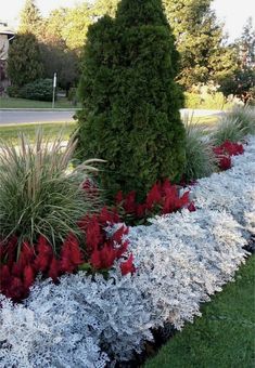 some red and white flowers grass bushes and trees