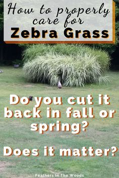 a sign that says how to properly care for zebra grass do you cut it back in fall or spring? does it matter?