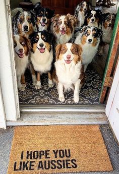 a group of dogs that are standing in front of a door with the words i hope you like aussies written on it