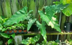 several potted plants are sitting on a shelf in front of a fenced area