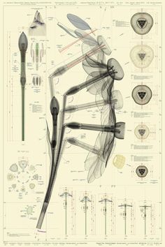 an image of the anatomy of a bird's wing and its parts in various positions