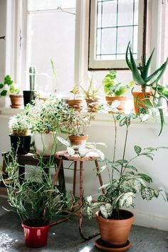 several potted plants sit in front of a window