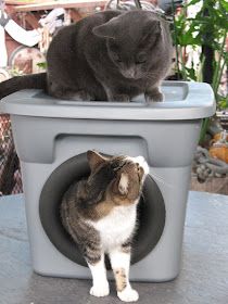 two cats sitting on top of a trash can