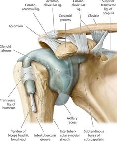 Upper Limb Anatomy, Punkty Spustowe, Joints Anatomy, Shoulder Anatomy, Anatomy Bones, Gross Anatomy, Yoga Anatomy