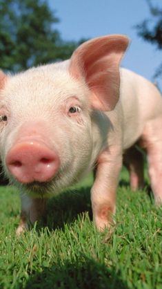 a small pig standing on top of a lush green field