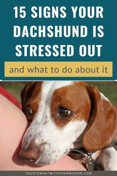 Dachshund Personality, Dachshund Facts, Dachshund Puppy Training, Dachshund Training, Dachshund Breed, Dog Facts, Dog Crafts, Dachshund Lovers