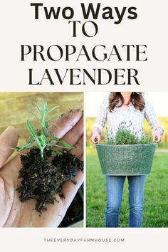 two ways to propagate lavender