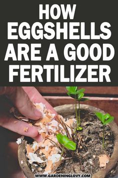 an egg shell is being sprouted into a plant with the words how eggshells are a good fertilizer