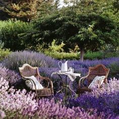 two wicker chairs and a table in the middle of lavender flowers with trees in the background