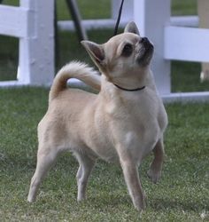 a small dog standing on top of a lush green field