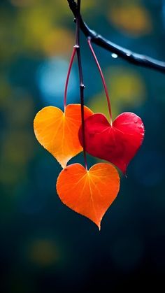 two heart shaped leaves hanging from a branch