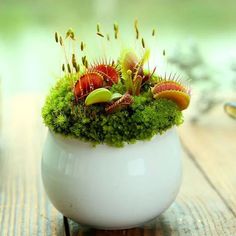 a white vase filled with lots of green plants and small red flowers on top of a wooden table