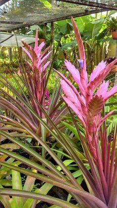 pink and green plants in a garden area