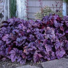 some purple leaves are growing in the garden