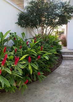 red and green plants in front of a white house