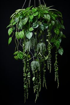 a green plant hanging from the ceiling in front of a black background