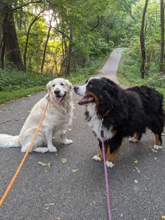 two dogs on leashes standing next to each other in the road with trees behind them