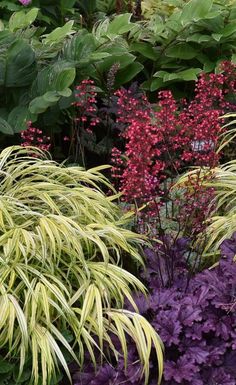 some very pretty colorful plants in the grass