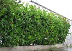 a large green plant growing on the side of a building next to a sidewalk and water