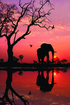 an elephant standing next to a tree at sunset