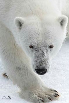 a white polar bear walking on snow covered ground with his head turned towards the camera