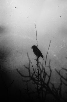 a black and white photo of a bird on a tree branch in the foggy sky