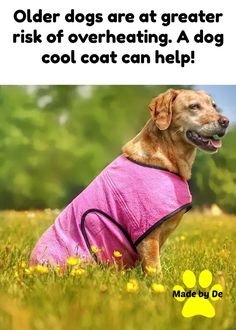 a dog wearing a pink coat sitting in the grass