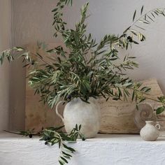 an olive tree in a white vase on a ledge next to other plants and pottery