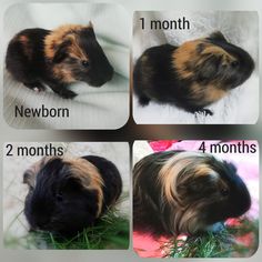 four pictures showing different stages of a guinea pig's life cycle, including 1 month old and 2 months old