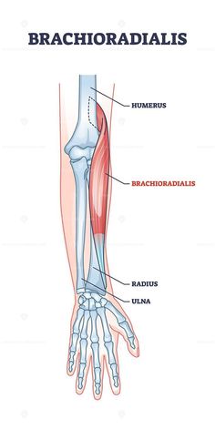 the anatomy of the arm and wrist with labels on each arm, labeled in red