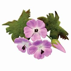 pink and white flowers with green leaves on a white background