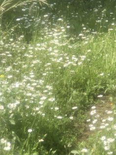 a field full of flowers and grass with a bear in the distance looking at something