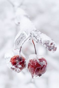 two frozen cherries hanging from a branch