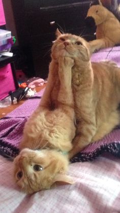 an orange cat laying on top of a bed next to a stuffed animal bear and another toy