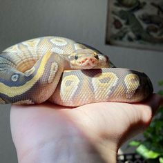 a person holding a large snake in their hand