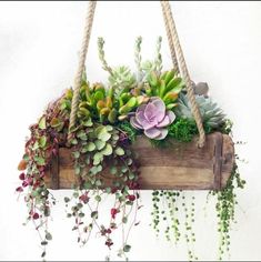 a hanging planter filled with succulents and greenery