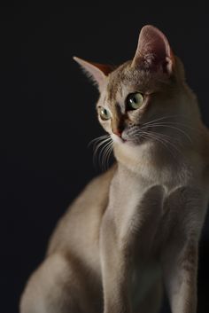 a cat sitting on top of a table next to a black background and looking at the camera