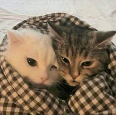 two cats laying next to each other on top of a white sheet covered bed with black and white checkered sheets