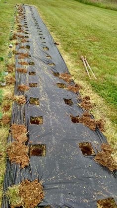 an image of a long row of plants in the grass with dirt on it and water running down the side