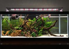 an aquarium with plants and rocks in it